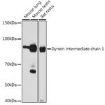 DNAI1 Antibody in Western Blot (WB)