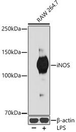 iNOS Antibody in Western Blot (WB)