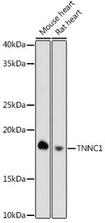 Cardiac Troponin C Antibody in Western Blot (WB)