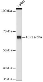 TCP1 Antibody in Western Blot (WB)