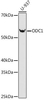 ODC1 Antibody in Western Blot (WB)