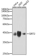 SIRT2 Antibody in Western Blot (WB)