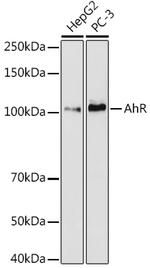 AHR Antibody in Western Blot (WB)