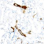 MYH11 Antibody in Immunohistochemistry (Paraffin) (IHC (P))