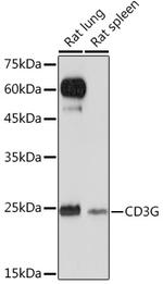 CD3g Antibody in Western Blot (WB)