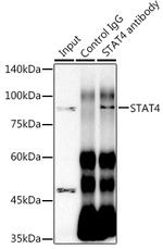 STAT4 Antibody in Immunoprecipitation (IP)