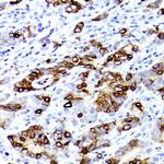 TFF3 Antibody in Immunohistochemistry (Paraffin) (IHC (P))