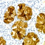 TFF3 Antibody in Immunohistochemistry (Paraffin) (IHC (P))