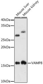 VAMP8 Antibody in Western Blot (WB)