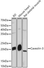 Caveolin 3 Antibody in Western Blot (WB)