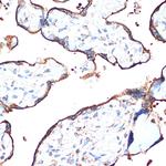 Cytochrome P450 Reductase Antibody in Immunohistochemistry (Paraffin) (IHC (P))