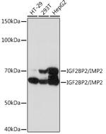 IGF2BP2 Antibody in Western Blot (WB)