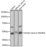 Activin A Antibody in Western Blot (WB)