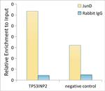 JunD Antibody in ChIP Assay (ChIP)