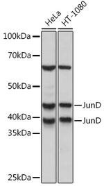 JunD Antibody in Western Blot (WB)