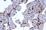 JunD Antibody in Immunohistochemistry (Paraffin) (IHC (P))