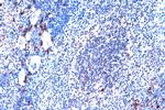 JunD Antibody in Immunohistochemistry (Paraffin) (IHC (P))