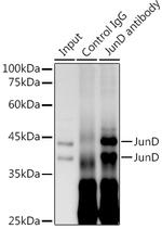 JunD Antibody in Immunoprecipitation (IP)