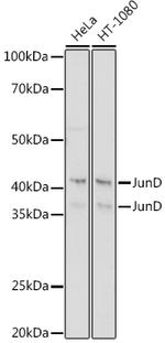 JunD Antibody in Western Blot (WB)