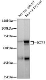 IKZF3 Antibody in Western Blot (WB)