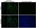 SOX10 Antibody in Immunohistochemistry (Paraffin) (IHC (P))