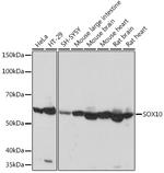 SOX10 Antibody in Western Blot (WB)