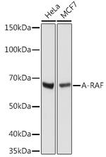 A-Raf Antibody in Western Blot (WB)