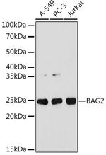 BAG2 Antibody in Western Blot (WB)