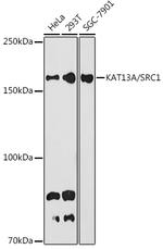 SRC1 Antibody in Western Blot (WB)