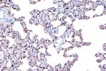 PDCD4 Antibody in Immunohistochemistry (Paraffin) (IHC (P))