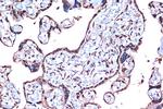 PDCD4 Antibody in Immunohistochemistry (Paraffin) (IHC (P))