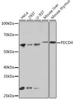 PDCD4 Antibody in Western Blot (WB)