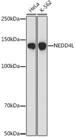 NEDD4L Antibody in Western Blot (WB)