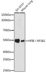 NFIB Antibody in Western Blot (WB)