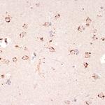 Ephrin A1 Antibody in Immunohistochemistry (Paraffin) (IHC (P))