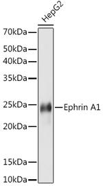 Ephrin A1 Antibody in Western Blot (WB)