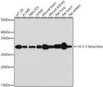 14-3-3 beta/zeta Antibody in Western Blot (WB)