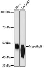 Mesothelin Antibody in Western Blot (WB)