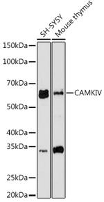 CaMKIV Antibody in Western Blot (WB)