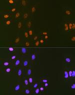 DNA Ligase I Antibody in Immunocytochemistry (ICC/IF)