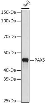 PAX5 Antibody in Western Blot (WB)