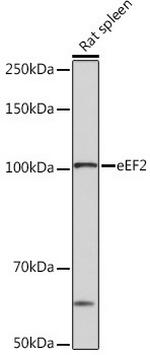 EEF2 Antibody in Western Blot (WB)