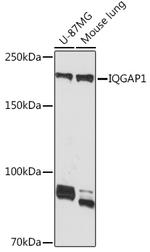 IQGAP1 Antibody in Western Blot (WB)