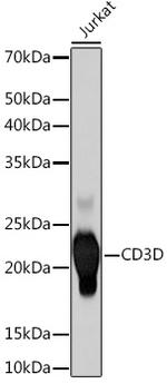 CD3d Antibody in Western Blot (WB)