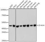 beta Actin Antibody in Western Blot (WB)