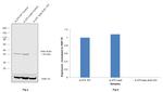 beta Actin Antibody in Western Blot (WB)