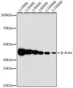 beta Actin Antibody in Western Blot (WB)