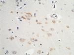 PDI Antibody in Immunohistochemistry (Paraffin) (IHC (P))