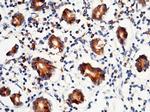 PDI Antibody in Immunohistochemistry (Paraffin) (IHC (P))