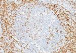 CD7 Antibody in Immunohistochemistry (Paraffin) (IHC (P))